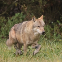 Wilk - Canis lupus - Eurasian wolf 