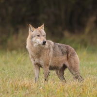 Wilk - Canis lupus - Eurasian wolf 