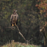 Bielik - Haliaeetus albicilla - White-tailed Sea Eagle