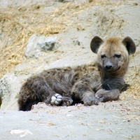Krokuta cętkowana - Spotted hyaena