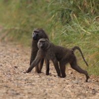 Pawian oliwkowy - Papio anubis - Olive baboon