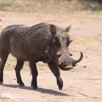 Guziec zwyczajny - Phacochoerus africanus - Common Warthog