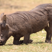Guziec zwyczajny - Phacochoerus africanus - Common Warthog