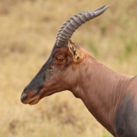 Sasebi właściwy - Damaliscus  lunatus - Topi
