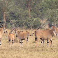 Eland - Taurotragus oryx - Eland