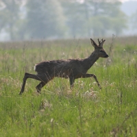 Sarna - Capreolus capreolus - Roe deer