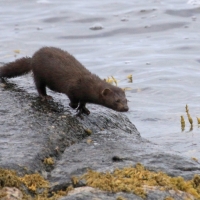 Wizon amerykański - Neovison vison - American mink