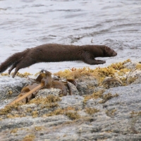Wizon amerykański - Neovison vison - American mink