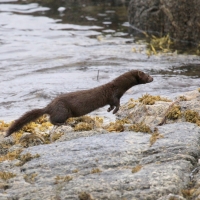 Wizon amerykański - Neovison vison - American mink