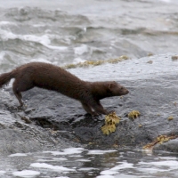 Wizon amerykański - Neovison vison - American mink