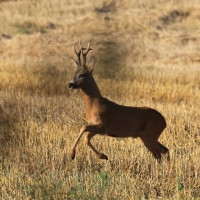 Sarna - Capreolus capreolus - Roe deer