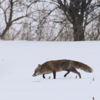 Lis - Vulpes vulpes - Red fox 