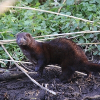 Wizon amerykański - Neovison vison - American mink