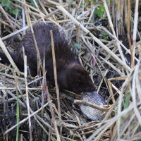 Wizon amerykański - Neovison vison - American mink