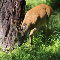 Sarna - Capreolus capreolus - Roe deer