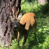 Sarna - Capreolus capreolus - Roe deer