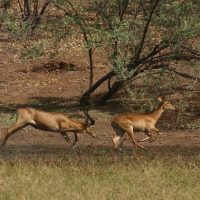 Kob żółty - Kobus kob - Kob