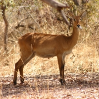 Kob żółty - Kobus kob - Kob