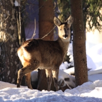 Sarna - Capreolus capreolus - Roe deer