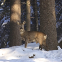 Sarna - Capreolus capreolus - Roe deer