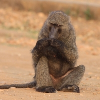 Pawian oliwkowy - Papio anubis - Olive baboon