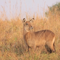 Kob śniady - Kobus ellipsiprymnus - Waterbuck