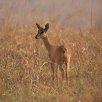 Oribi smukłonogi - Qurebia ourebi - Oribi