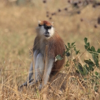 Patas rudy - Erythrocebus patas - Patas monkey