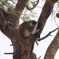 Patas rudy - Erythrocebus patas - Patas monkey