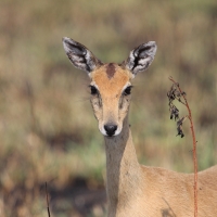 Oribi smukłonogi - Qurebia ourebi - Oribi