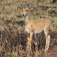 Oribi smukłonogi - Qurebia ourebi - Oribi