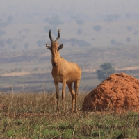 Bawolec krowi - Alcelaphus buselaphus - Hartebeest