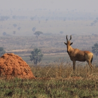 Bawolec krowi - Alcelaphus buselaphus - Hartebeest