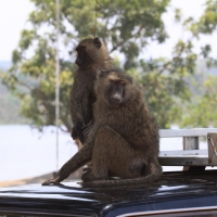 Pawian oliwkowy - Papio anubis - Olive baboon