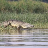 Krokodyl nilowy - Crocodylus niloticus - Nile crocodile