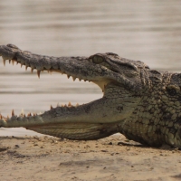 Krokodyl nilowy - Crocodylus niloticus - Nile crocodile