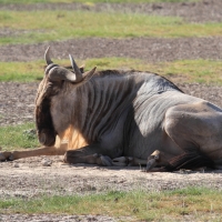 Gnu pręgowane - Connochaetes taurinus - Blue wildebeest