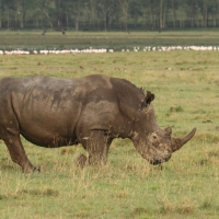 Nosorożec czarny - Diceros bicornis - Black rhinoceros