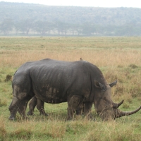 Nosorożec czarny - Diceros bicornis - Black rhinoceros