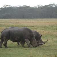 Nosorożec czarny - Diceros bicornis - Black rhinoceros