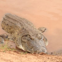 Krokodyl nilowy - Crocodylus niloticus - Nile crocodile