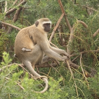 Kotawiec sawannowy - Chlorocebus pygerythrus - Vervet monkey