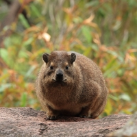 Góralek skalny - Procavia capensis - Rock hyrax