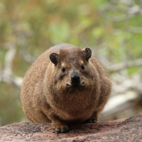 Góralek skalny - Procavia capensis - Rock hyrax