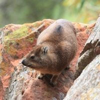 Góralek skalny - Procavia capensis - Rock hyrax