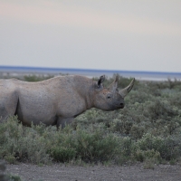 Nosorożec czarny - Diceros bicornis - Black rhinoceros