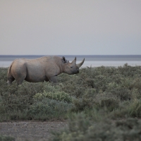 Nosorożec czarny - Diceros bicornis - Black rhinoceros