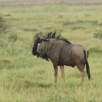 Gnu pręgowane - Connochaetes taurinus - Blue wildebeest