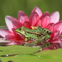 Żaba wodna/jeziorkowa 