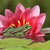 Żaba wodna/jeziorkowa 